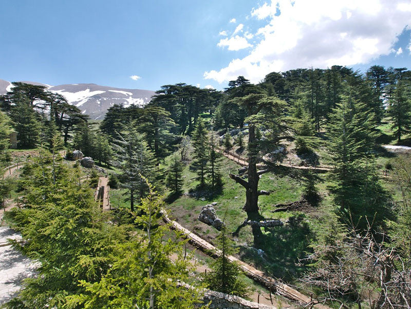 Cedars Of God- Monastery Of Qozhaya- Bcharre