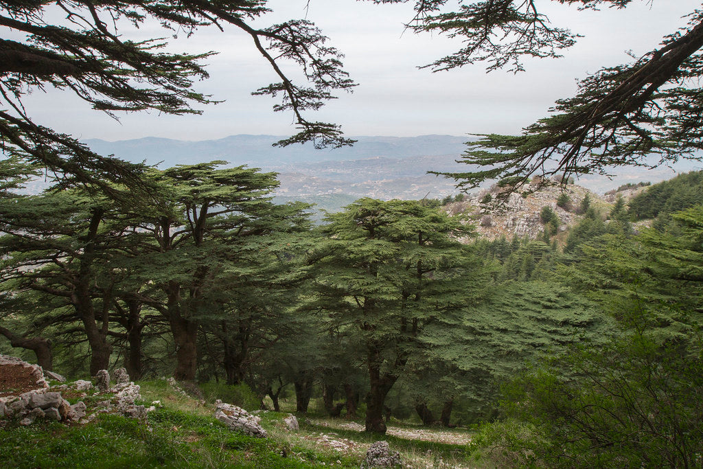 Beiteddine - Deir El Qamar - Maaser El Chouf Cedars